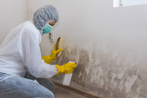 Mold Odor Removal Services in Livingston, MT